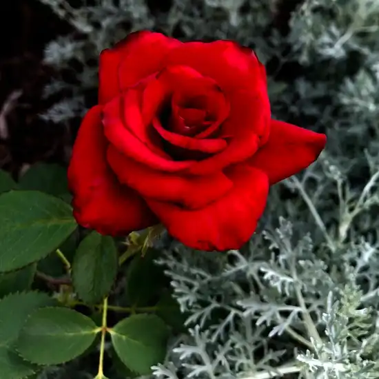 Roșu - Trandafiri - Kardinal - 